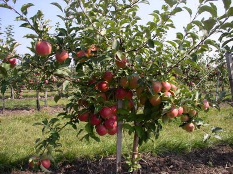 champion du pommier