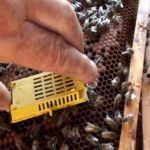 how to add a queen to a hive