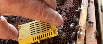jak přidat královnu do úlu