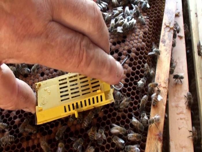 wie man einem Bienenstock eine Königin hinzufügt