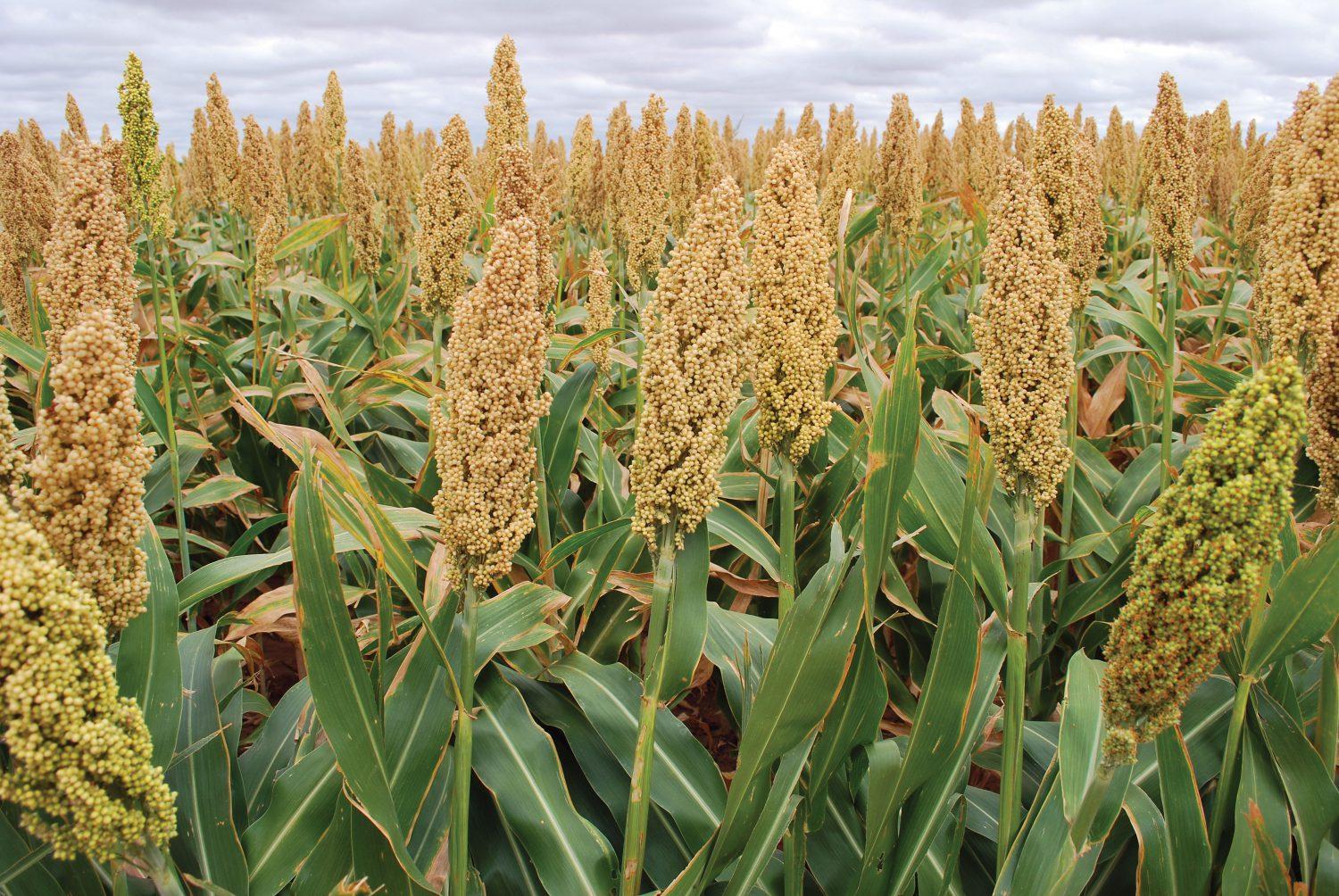 Mga uri at uri ng sorghum