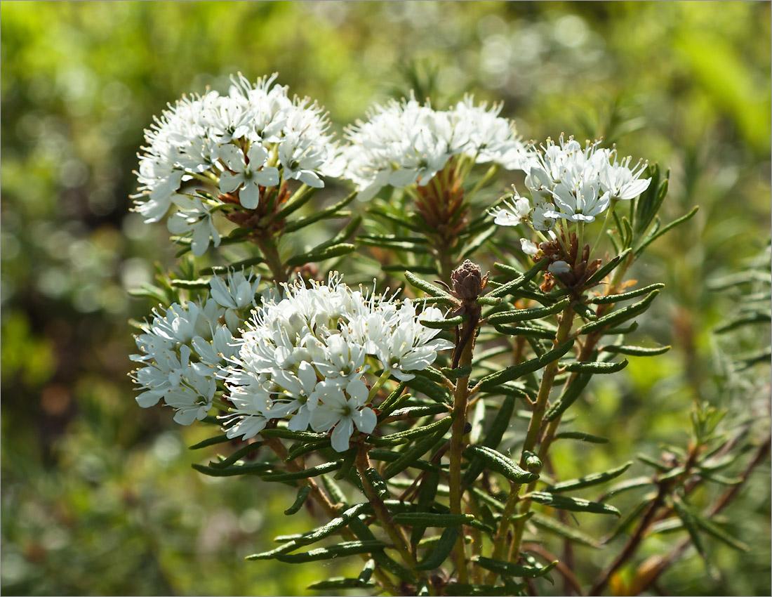 Marsh villi rosmariini