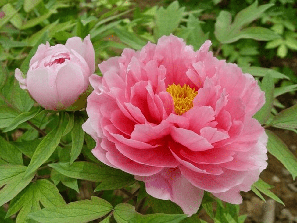 Peonies