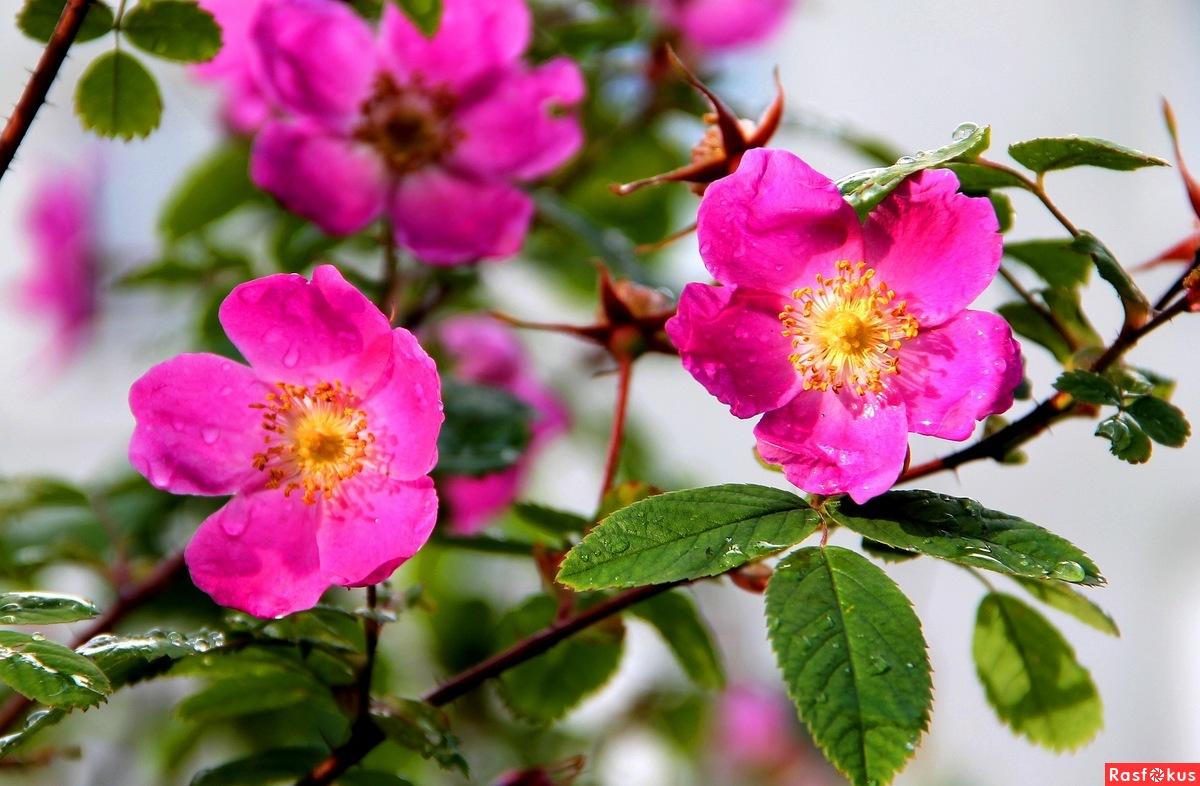 rosehip blooms