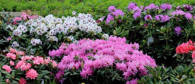 Rhododendron Nova Zembla