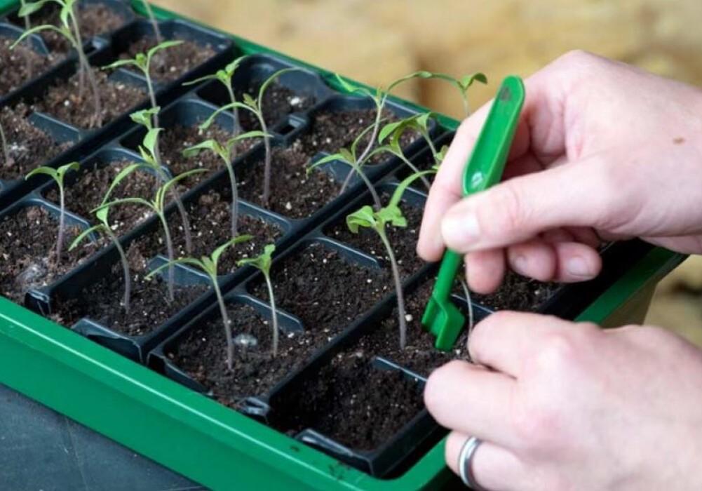 Picking seedlings