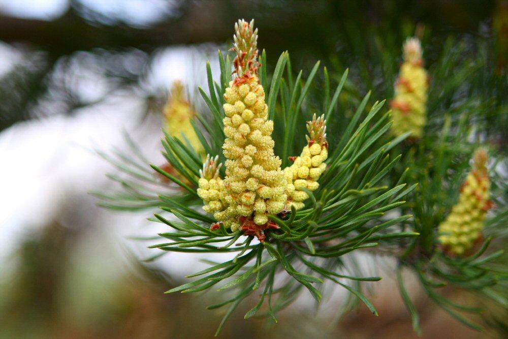 flores de pino