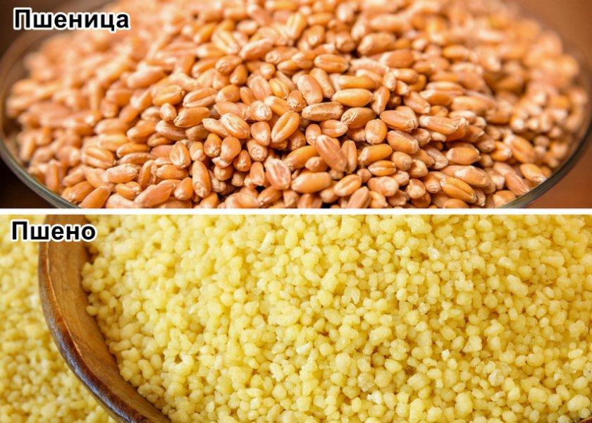 rozdíl mezi prosem a pšenicí