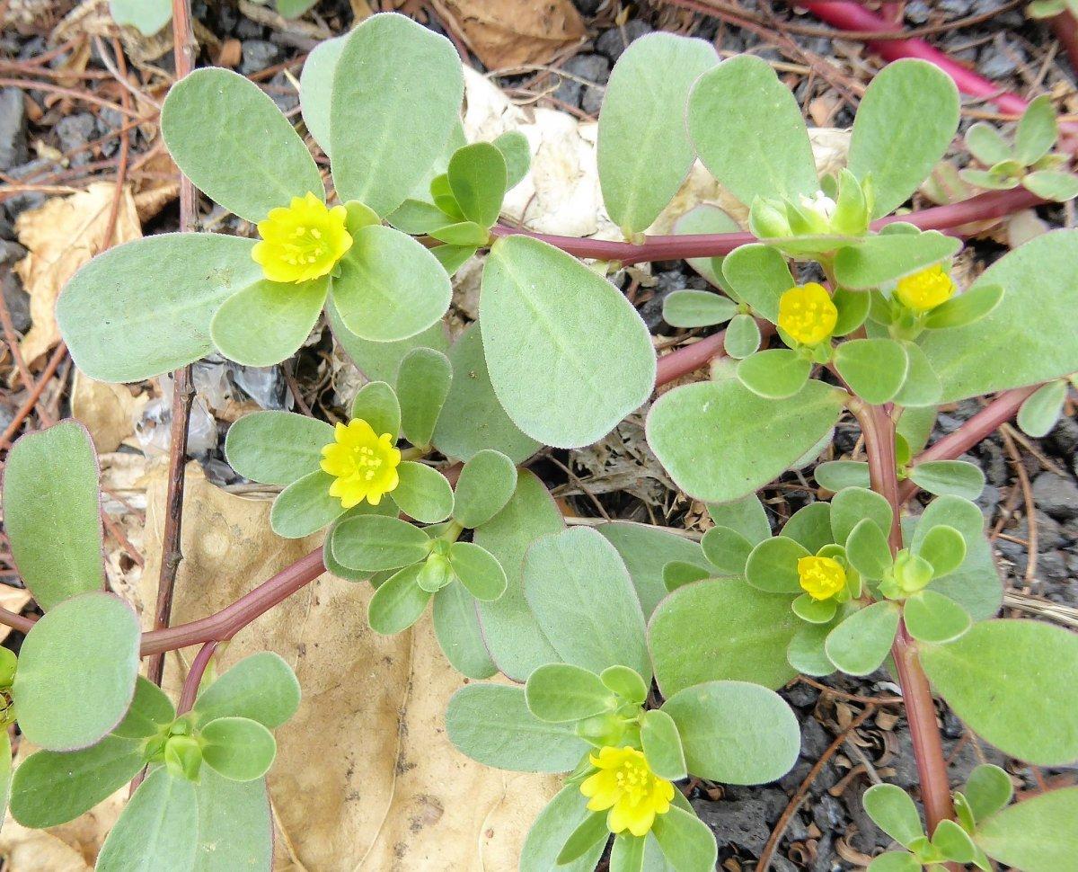 Portulakkraut blüht 