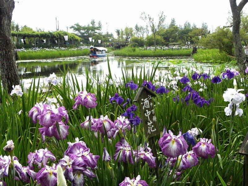 iris au bord du lac 