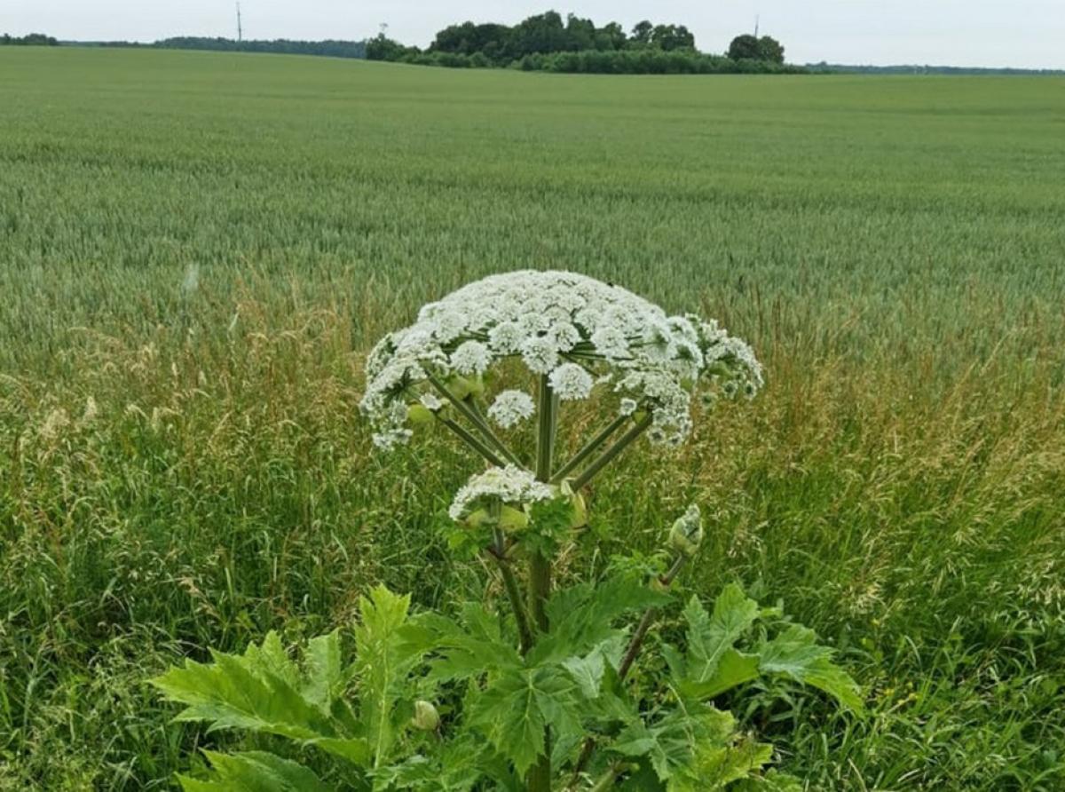 hogweed