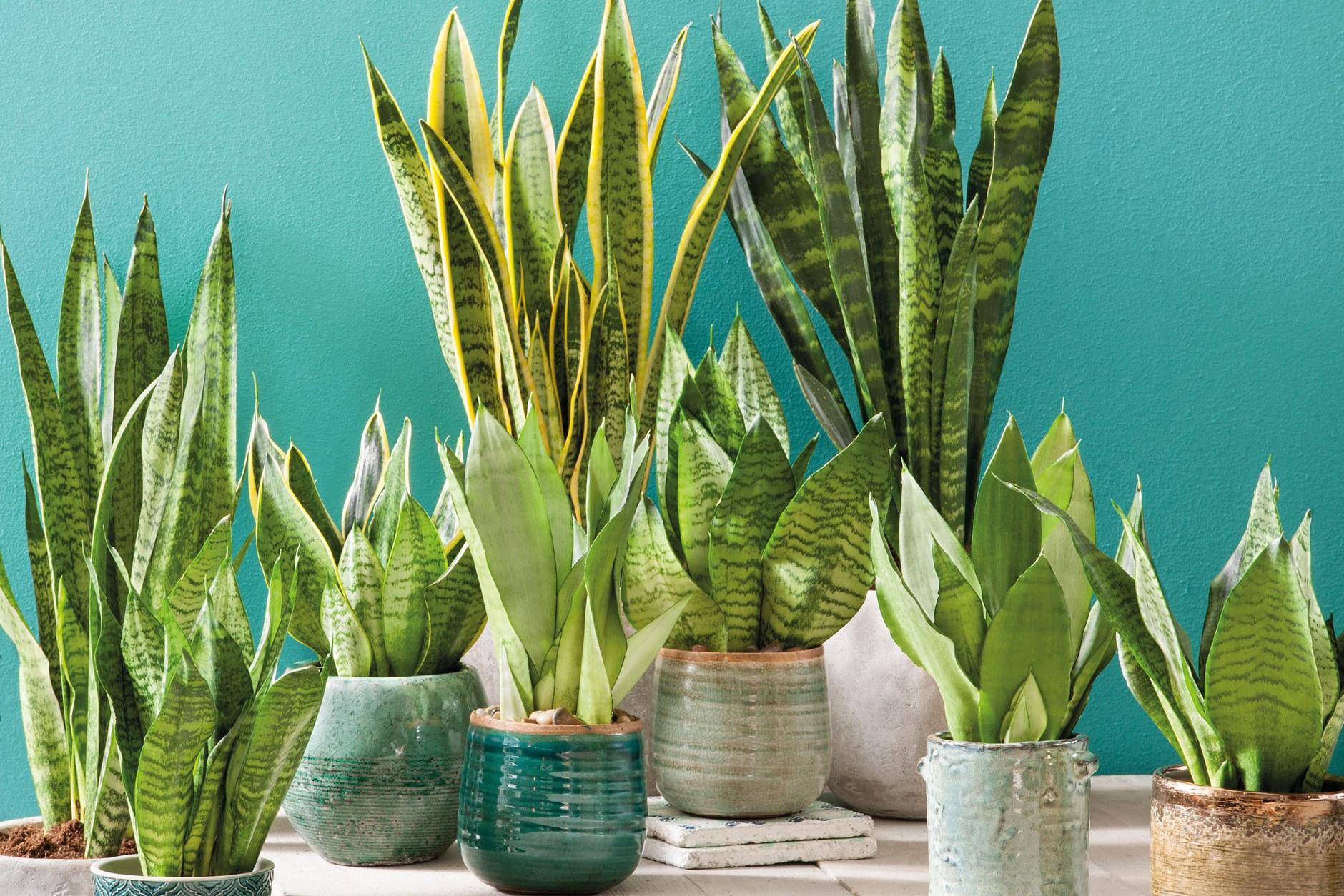 Sansevieria'nın tanımı ve çiçeğin fotoğrafı