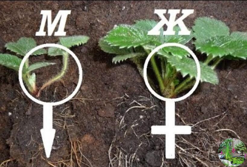 Como distinguir arbustos de morango machos de fêmeas