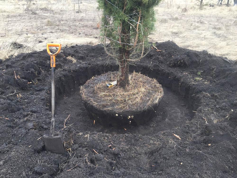 com replantar un avet en un lloc d'un lloc a un altre