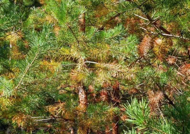 pine needles turn yellow