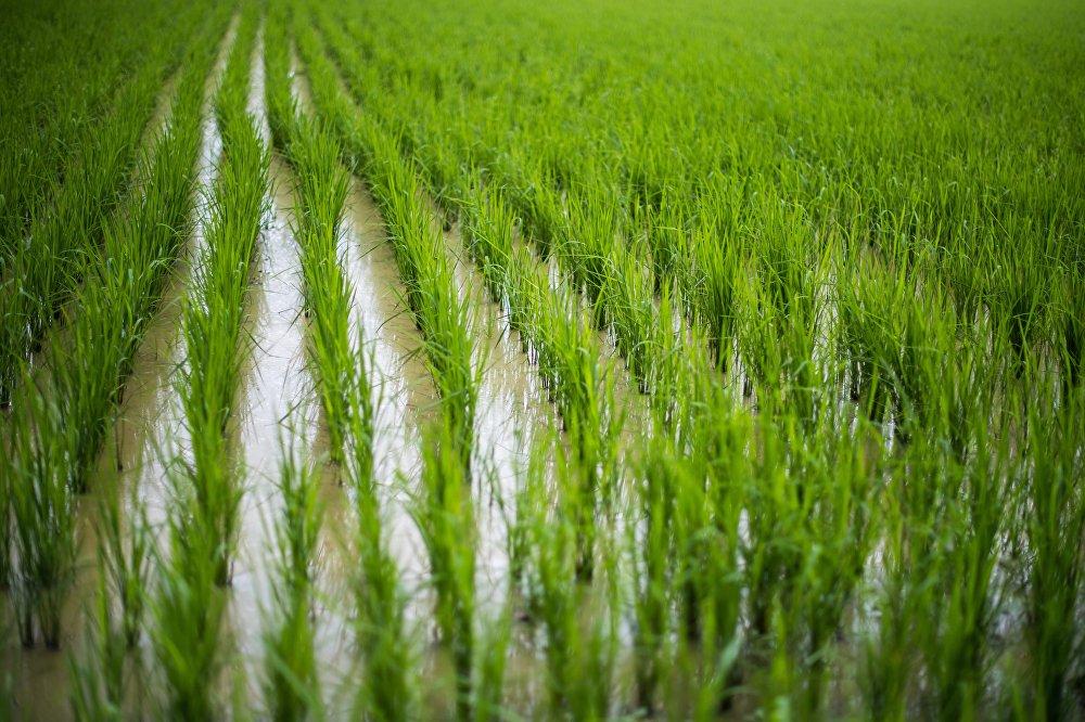 tinubuang lupa at pamilya ng palay