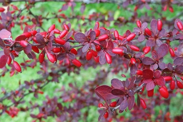 Berberis