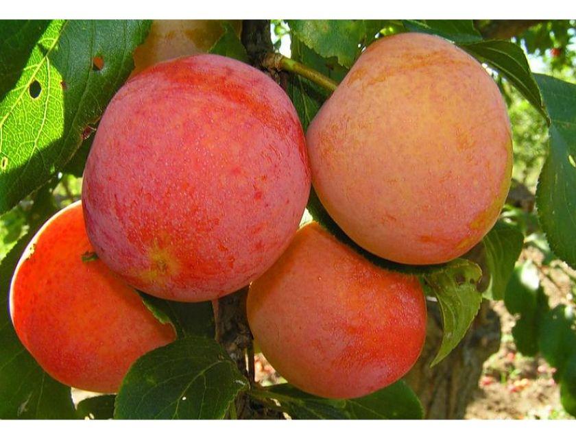 Apricot plum variety