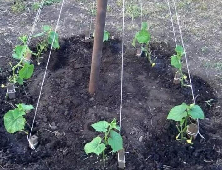 When is it worth planting cucumber seedlings in 2023?