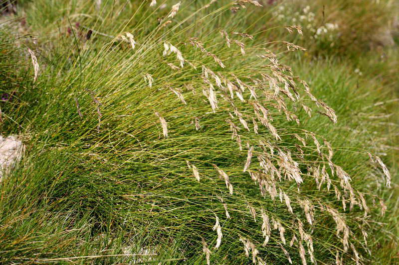 meadow fescue photo