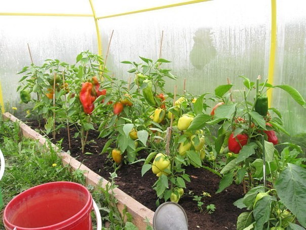 Paprika in einem Gewächshaus