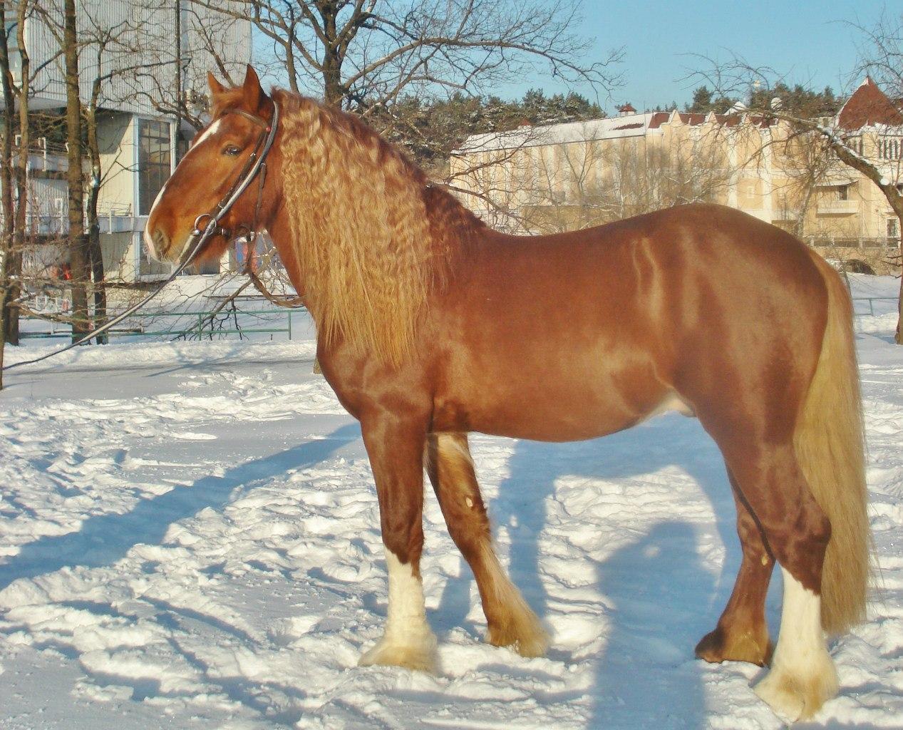 tažný kůň