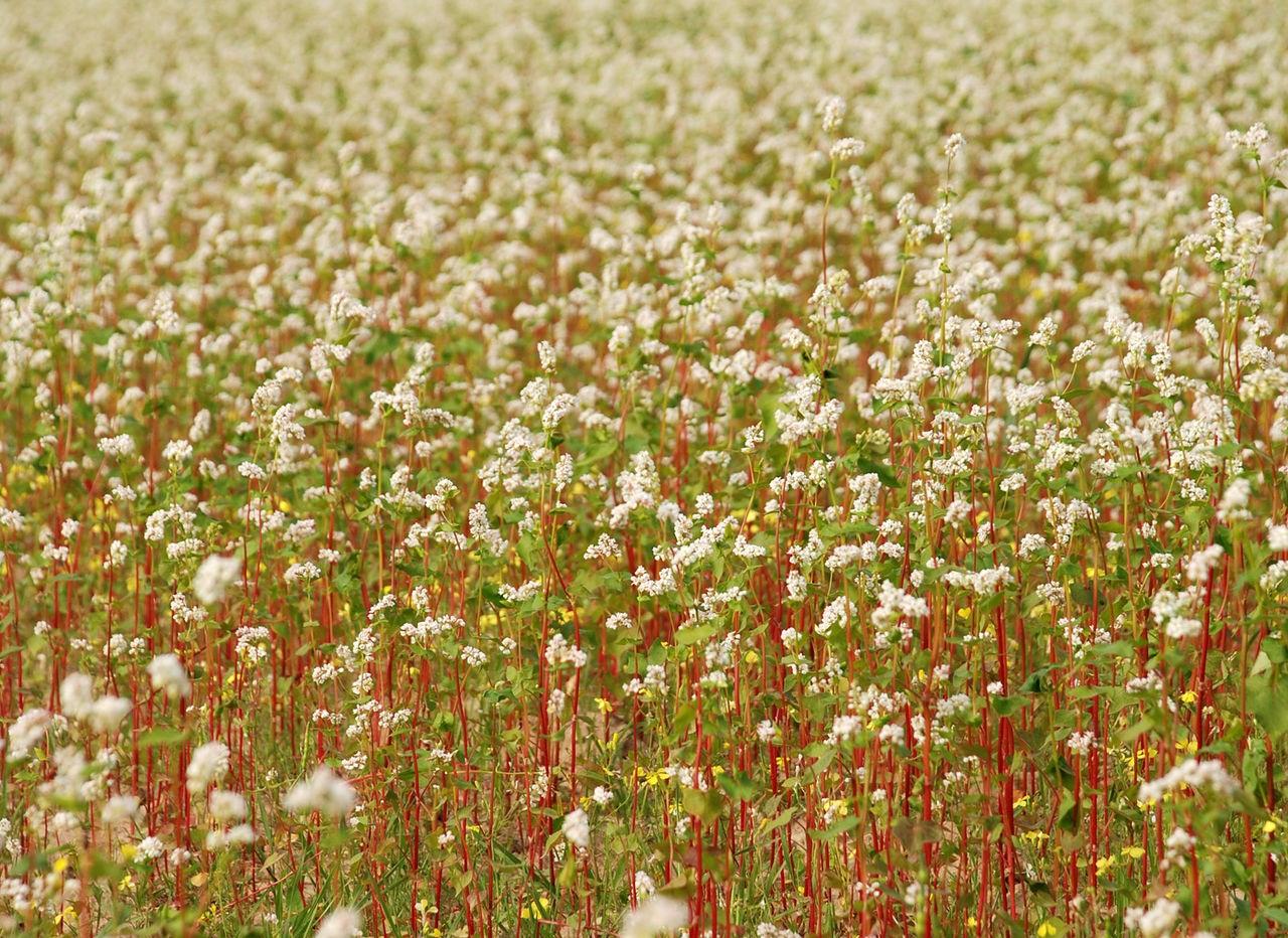 how buckwheat grows