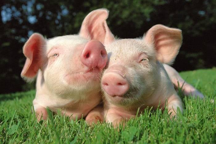 twee kleine varkens