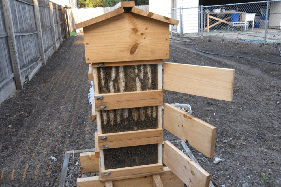 Japanischer Bienenstock