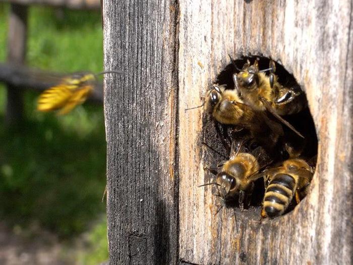 Wie weit fliegen Bienen vom Bienenstock entfernt?