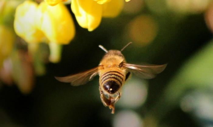 reason for bees to gather in autumn