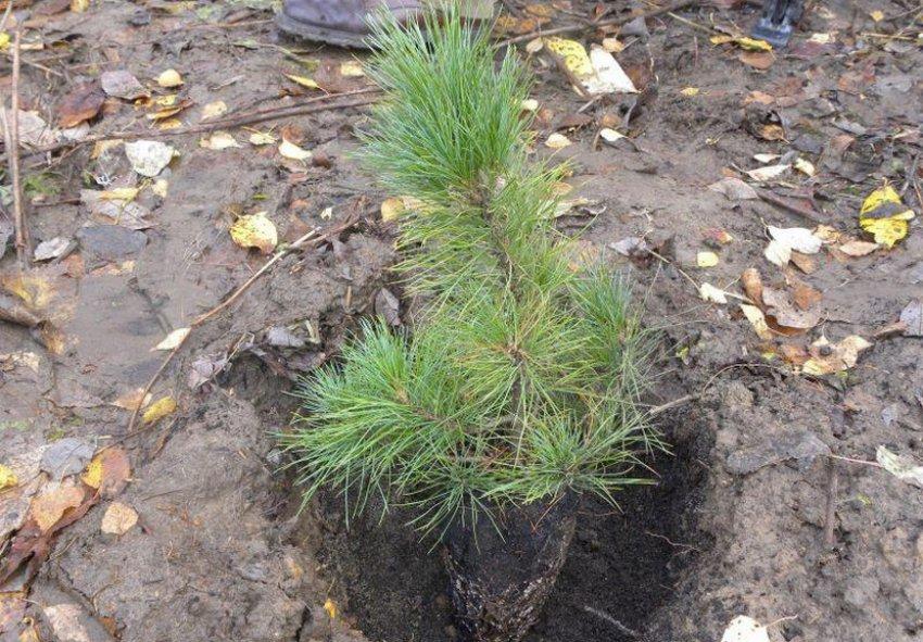 kung paano mag-transplant ng cedar nang tama