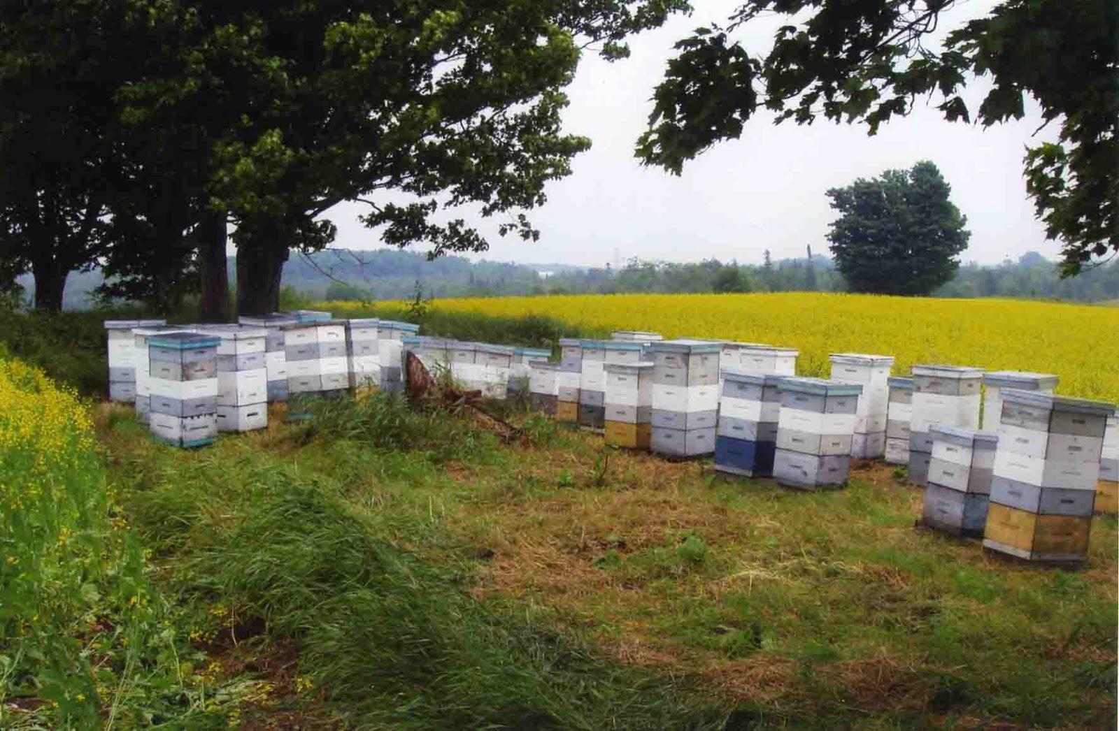 včelařství v Kanadě