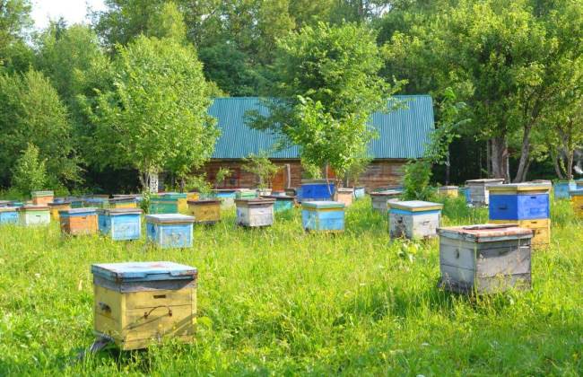 Bienenzucht in Baschkirien