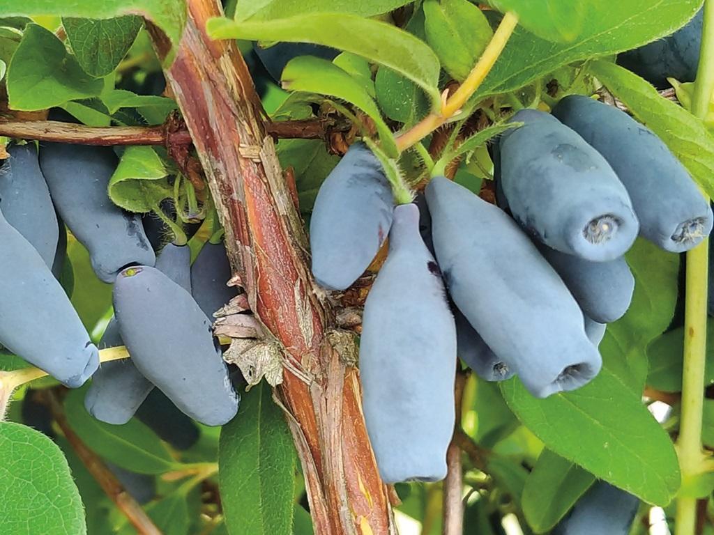 variedades de madreselva Delicia