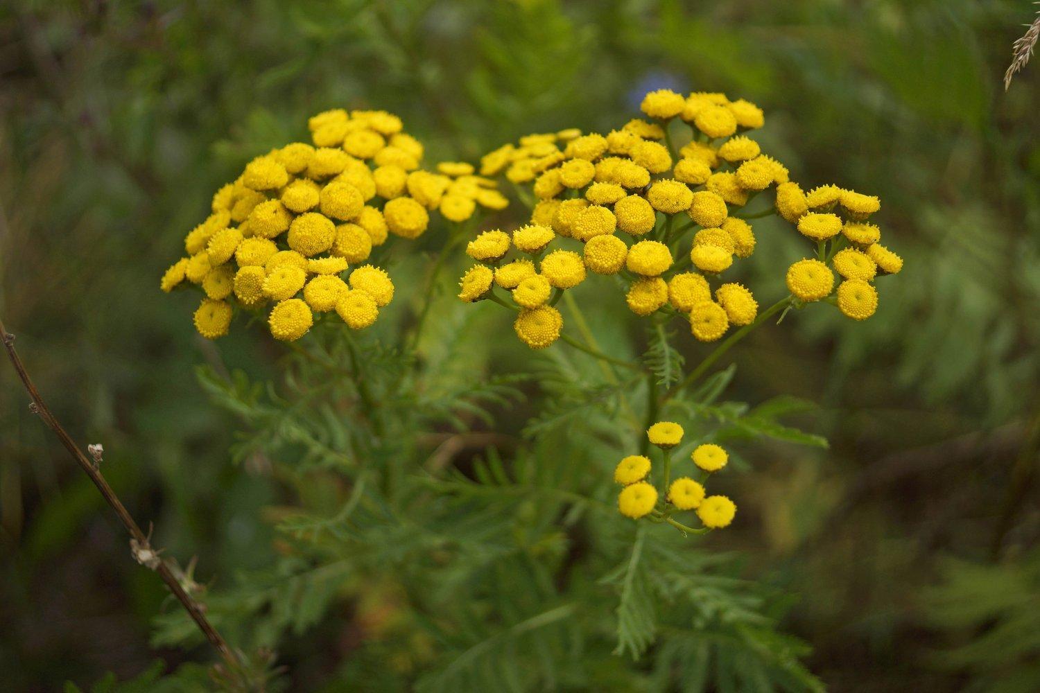 Tansy