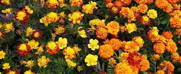 bulaklak ng marigold