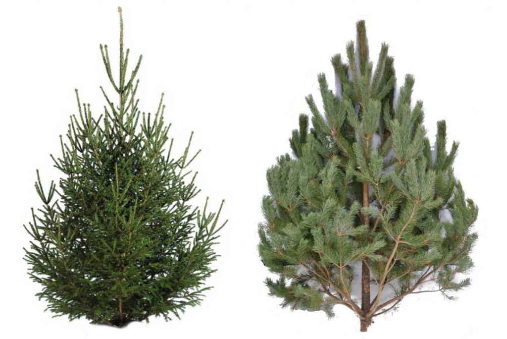 Jaké jsou rozdíly mezi smrkem a vánočním stromkem?