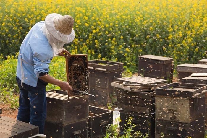 élevage de deux reines d'abeilles