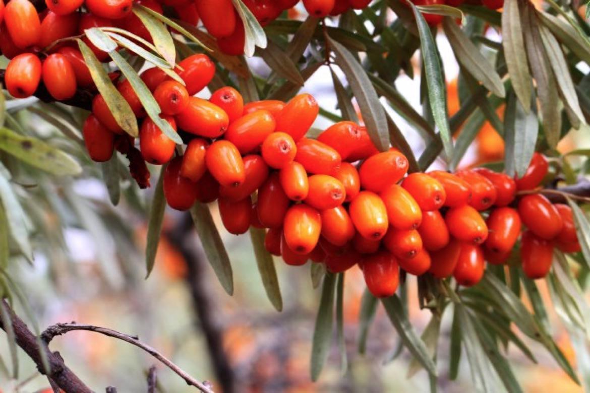 Confiture d'Argousier