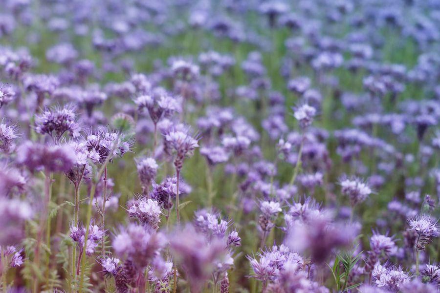 phacelia như một cây mật ong