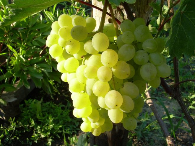 uvas rusas