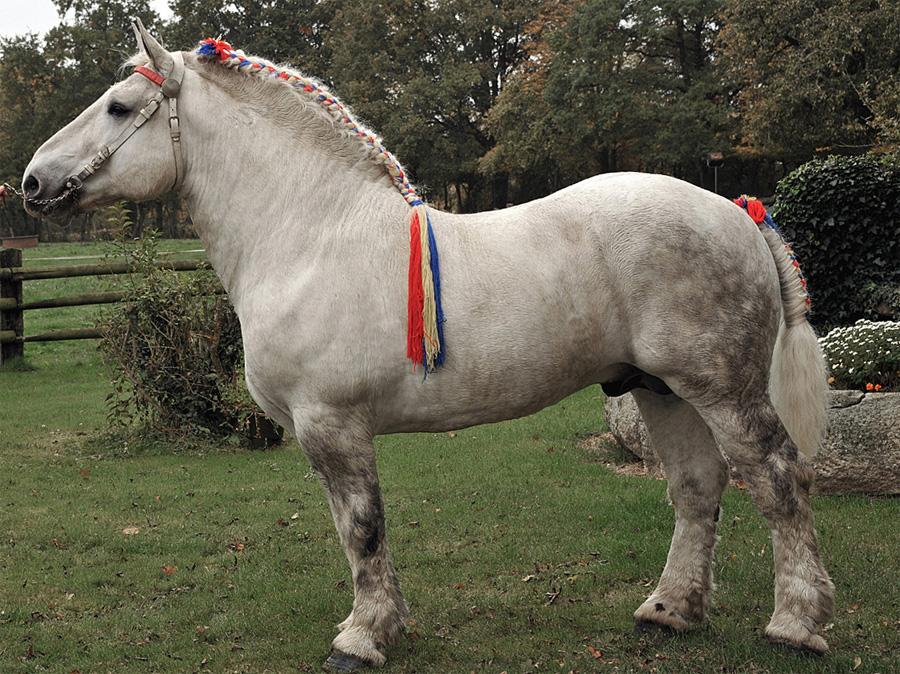 Percheron ló