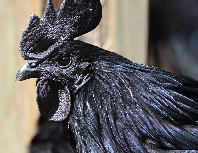 Black rooster (Indonesian)