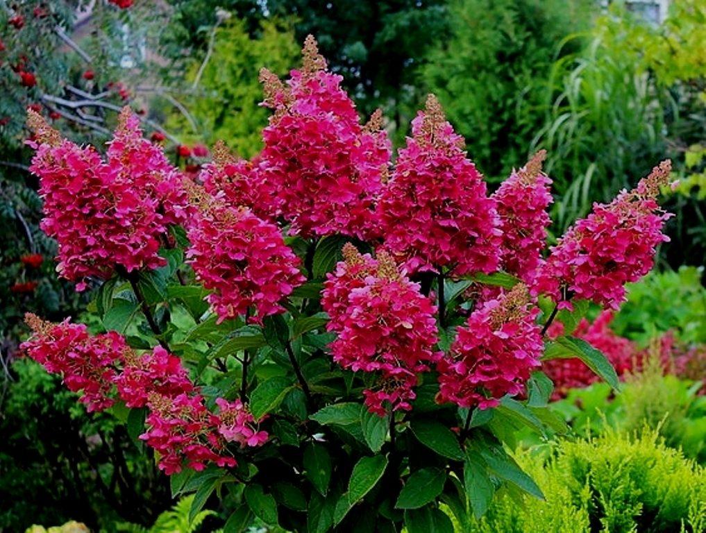 Hydrangea paniculata Vims Red