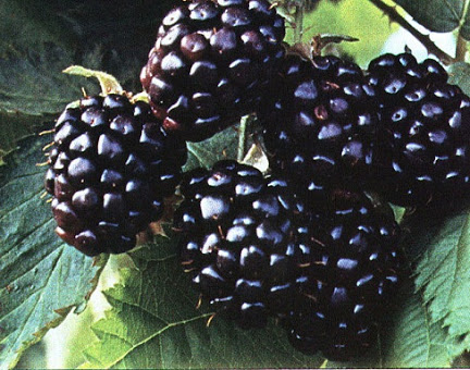 fresh blackberries