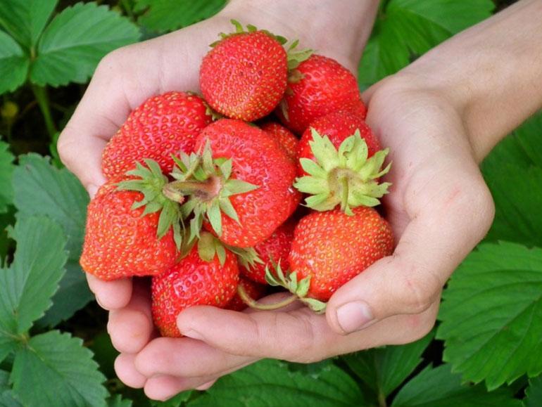 Aardbeien bollero