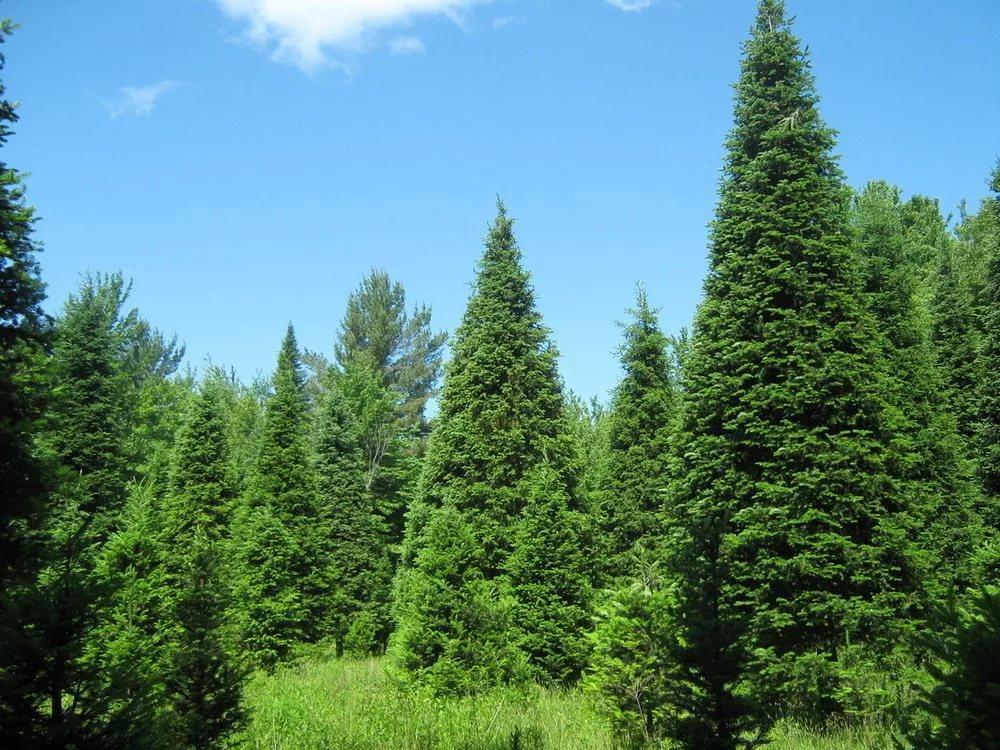 TOP 40 coniferous trees and shrubs with names, plant descriptions