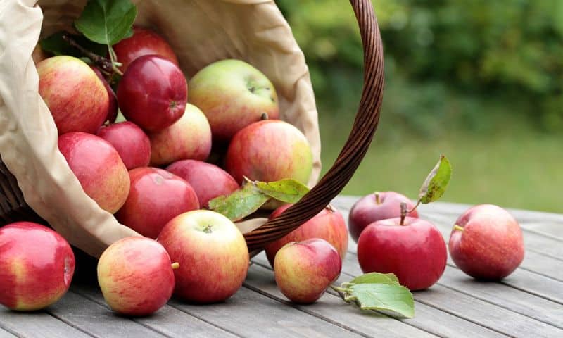 rijpe appelbomen