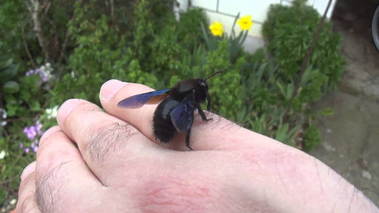 schwarze Hummel: Zimmermann mit blauen Flügeln